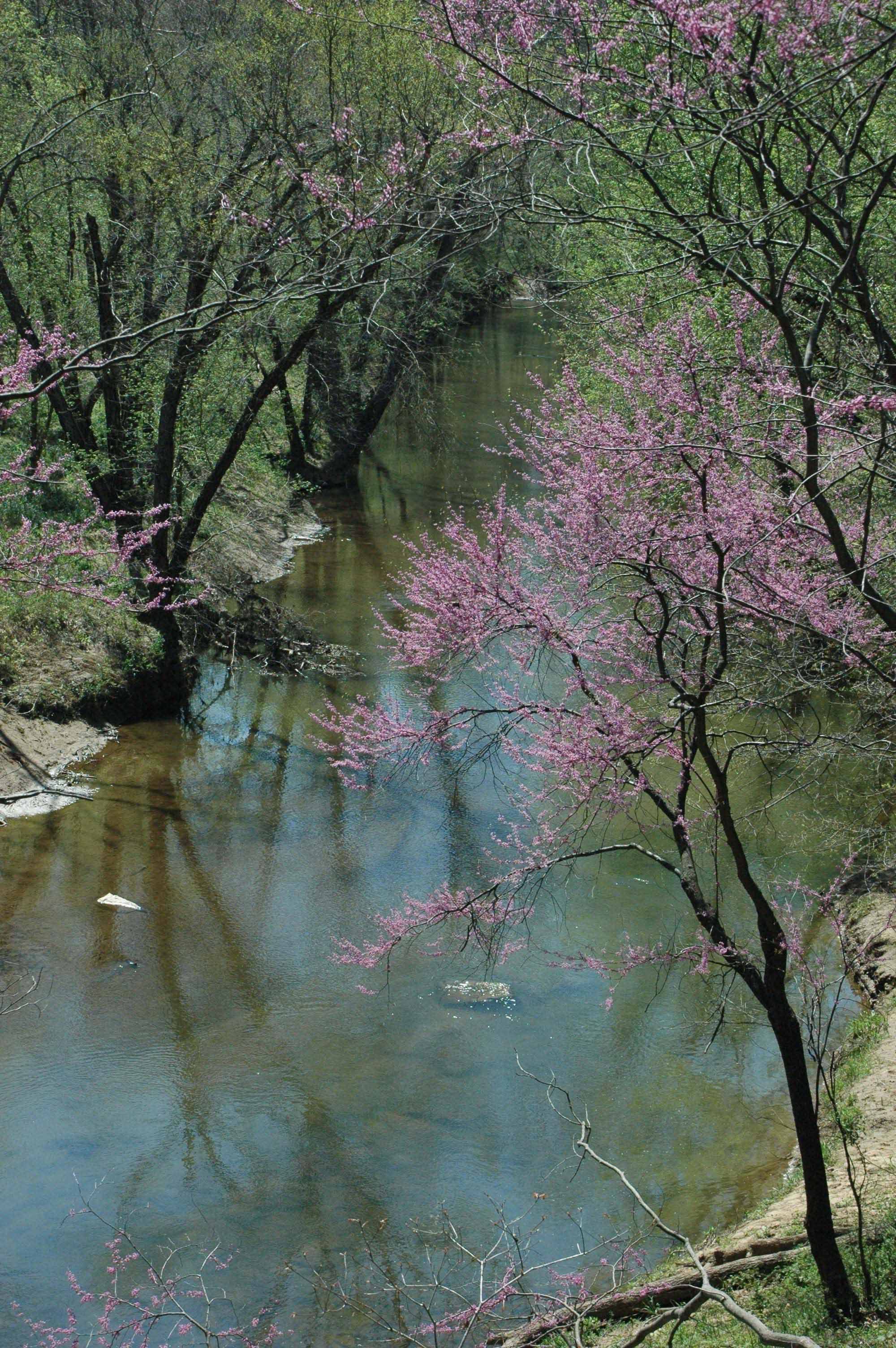 Catoctin Creek. Photo: Carol Clay Ward