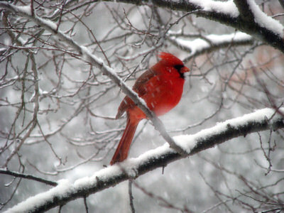 Cardinal in snow at Pocahontas