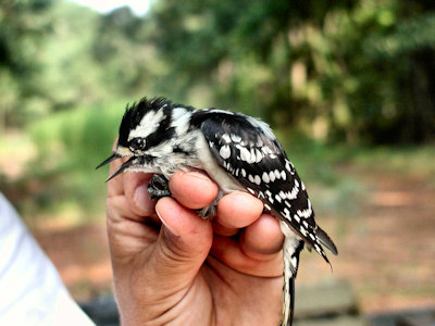 female downy woodpecker