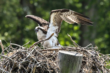 osprey at belle isle