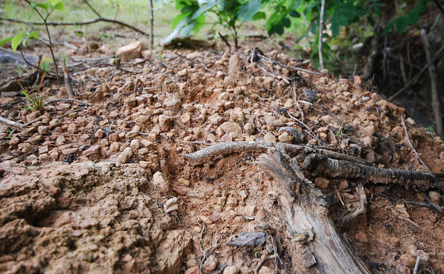 fairy stones in the dirt