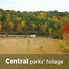 Central parks' fall foliage reports