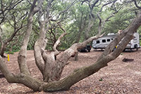 First Landing State Park