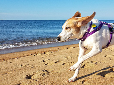 Dog running on the beach at First Landing State Park