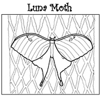 Luna Moth Coloring Sheet
