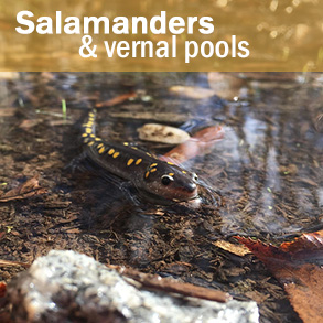 Salamanders and Vernal Pools