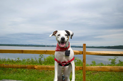 Dog at Mason Neck State Park