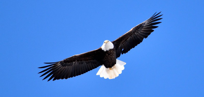 Bald Eagle at New River Trail State Park