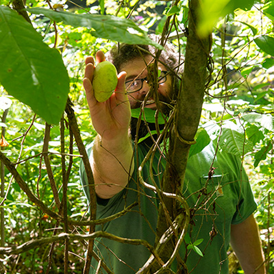 picking pawpaws
