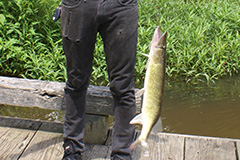 Pike