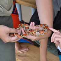 Snake at Powhatan State Park