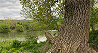 Eastern cottonwood tree at Shenandoah River State Park.