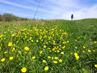 Wildflower hike at Sky meadows