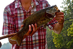 smallmouth bass